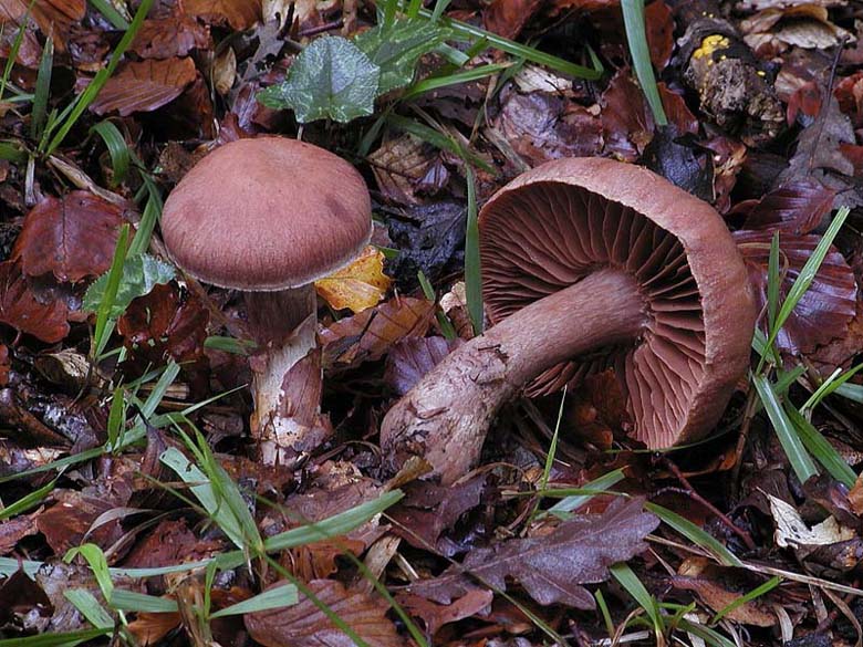 Cortinari nebrodensi (2� gruppo)